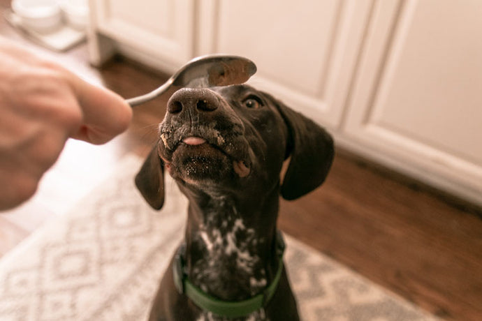 How to Choose the Safe and Best CBD Peanut Butter for Pets
