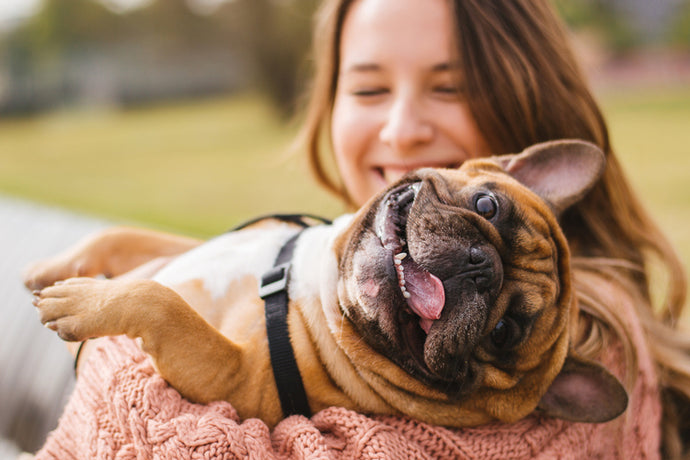 Reasons to Introduce CBD To Your Pet's Diet