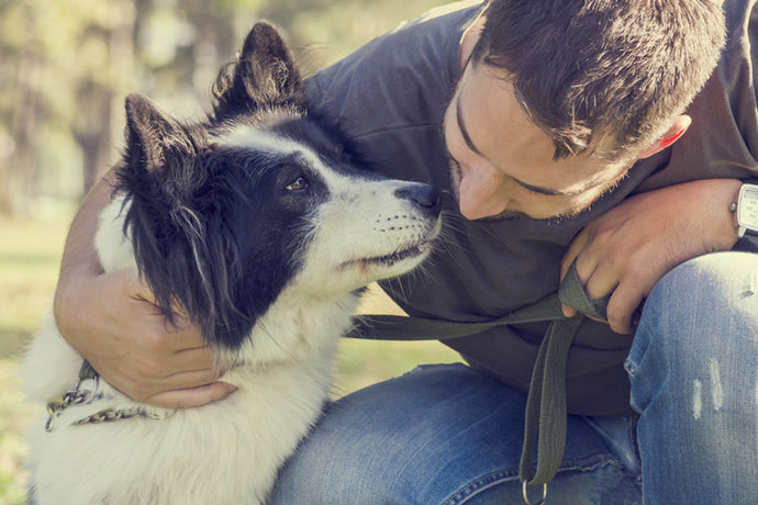 How Does CBD Oil Help Pets With Anxiety?