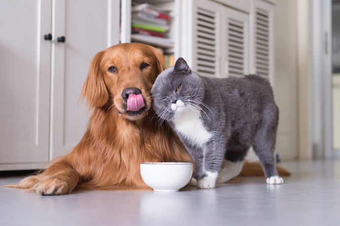 How Effective is CBD Peanut Butter for Pet Anxiety?