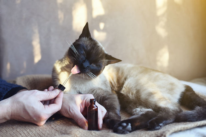 How to Use CBD Oil to Train Your Cat
