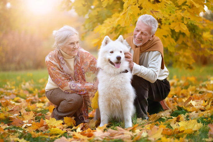 How to Keep Your Aging Pet Healthy with CBD Oil for Dogs