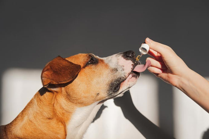 How Much CBD Oil Should You Give to Your Pet?