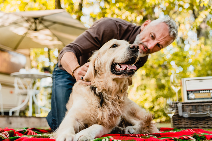 4 Ways You Can Bring Comfort to Your Aging Pet