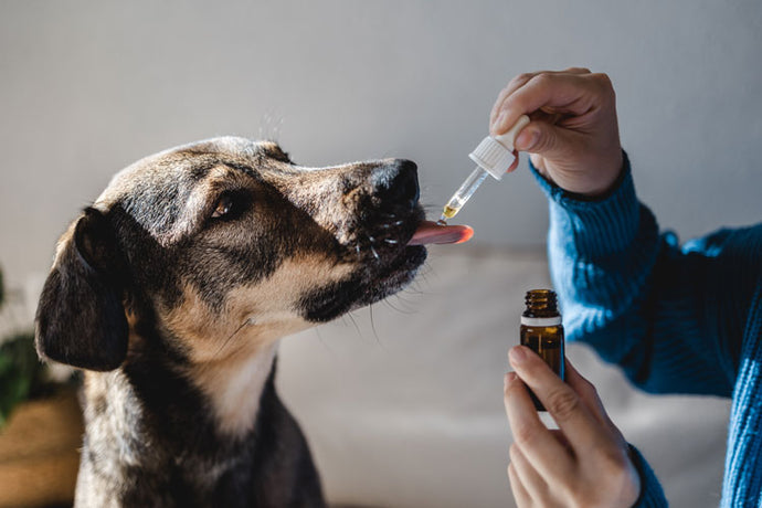 Finding the Perfect CBD Product for Your Pet