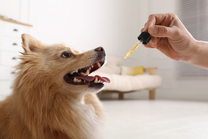 CBD Oil for Pets: What’s In The Label?