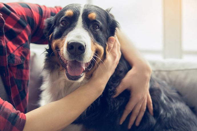 Keeping Your Pet Happy and Healthy