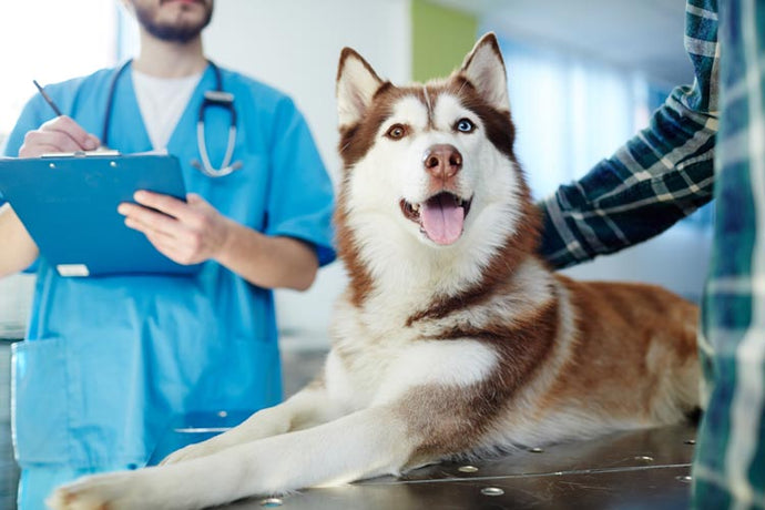 How to Support Your Pet's Neurological Health