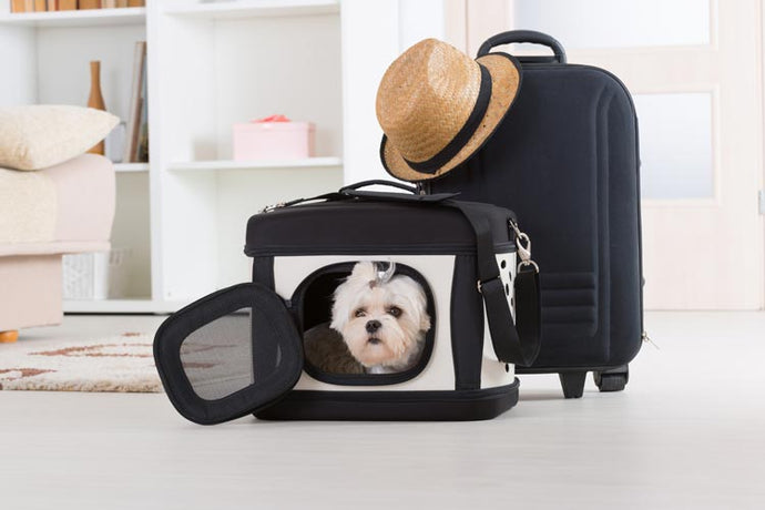 How CBD Oil Can Help Pets with Travel Anxiety